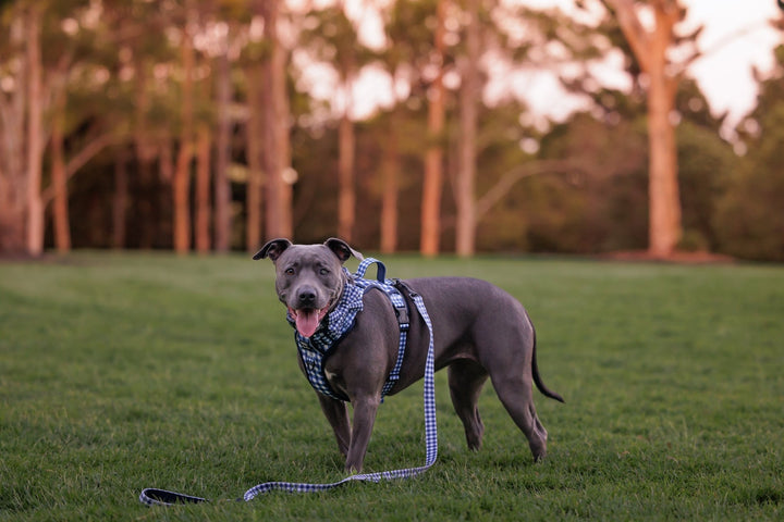 No Pull Dog Harness | Step in | Reflective | Heavy Duty | Easy Reach Handle | Navy Gingham-No Pull-Dizzy Dog Collars