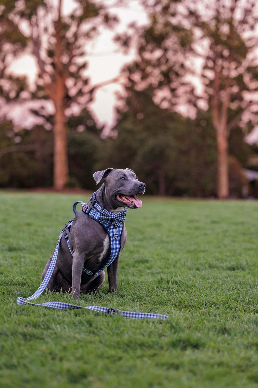 No Pull Dog Harness | Step in | Reflective | Heavy Duty | Easy Reach Handle | Navy Gingham-No Pull-Dizzy Dog Collars