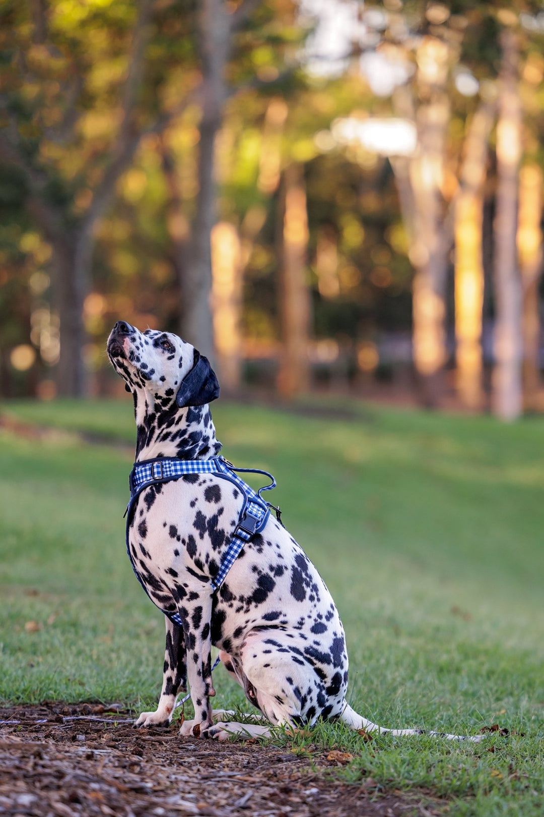 No Pull Dog Harness | Step in | Reflective | Heavy Duty | Easy Reach Handle | Navy Gingham-No Pull-Dizzy Dog Collars