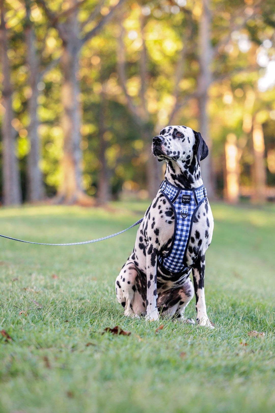 No Pull Dog Harness | Step in | Reflective | Heavy Duty | Easy Reach Handle | Navy Gingham-No Pull-Dizzy Dog Collars