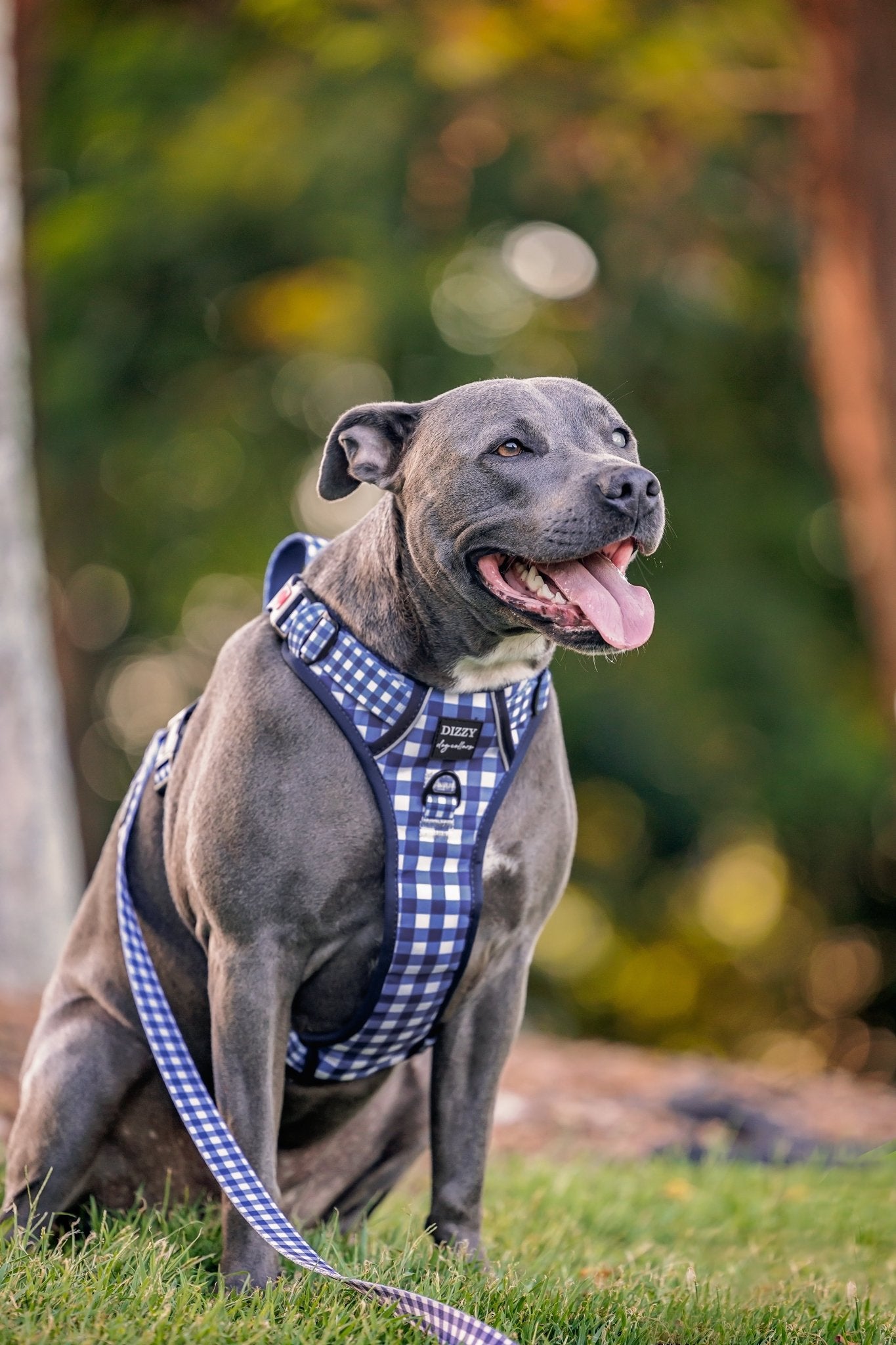 No Pull Dog Harness Step in Reflective Heavy Duty Easy Reach H Dizzy Dog Collars