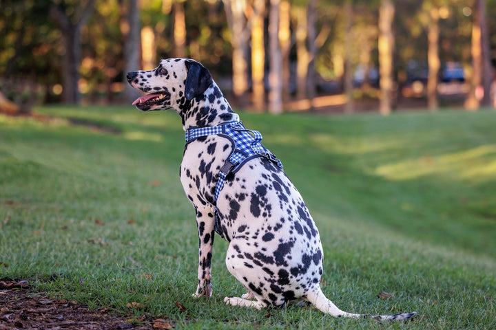 No Pull Dog Harness | Step in | Reflective | Heavy Duty | Easy Reach Handle | Navy Gingham-No Pull-Dizzy Dog Collars