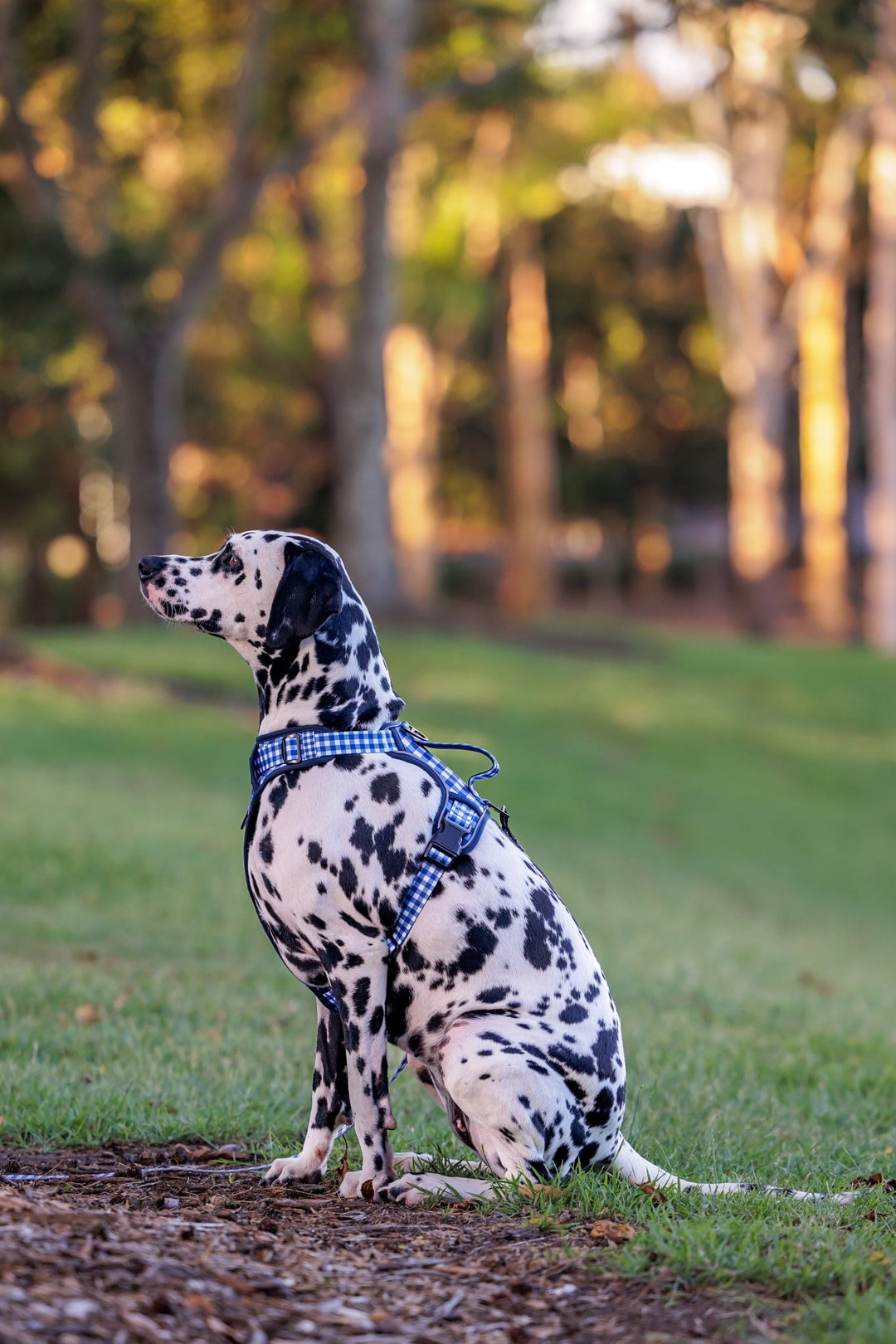 No Pull Dog Harness | Step in | Reflective | Heavy Duty | Easy Reach Handle | Navy Gingham-No Pull-Dizzy Dog Collars