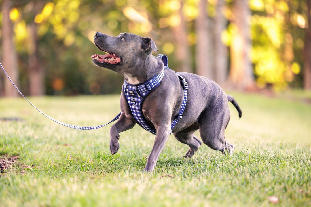 No Pull Dog Harness | Step in | Reflective | Heavy Duty | Easy Reach Handle | Navy Gingham-No Pull-Dizzy Dog Collars