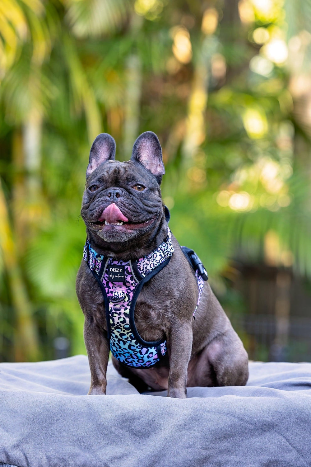 No Pull Dog Harness | Step in | Reflective | Heavy Duty | Easy Reach Handle | Ombre Leopard-Dizzy Dog Collars