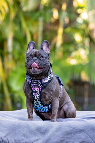 No Pull Dog Harness | Step in | Reflective | Heavy Duty | Easy Reach Handle | Ombre Leopard-Dizzy Dog Collars