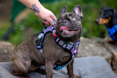 No Pull Dog Harness | Step in | Reflective | Heavy Duty | Easy Reach Handle | Ombre Leopard-Dizzy Dog Collars