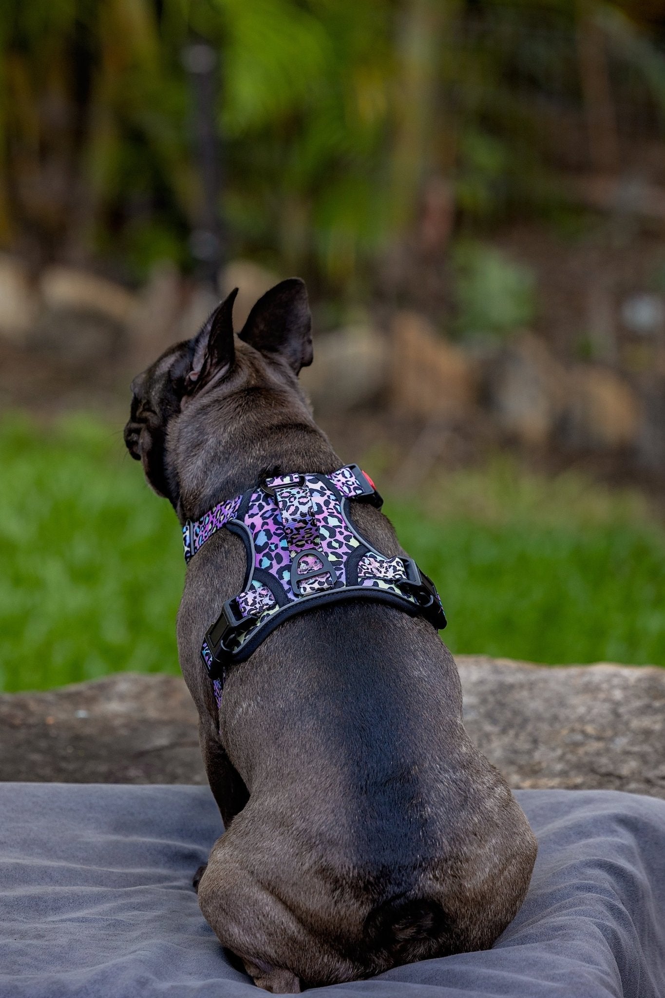 No Pull Dog Harness | Step in | Reflective | Heavy Duty | Easy Reach Handle | Ombre Leopard-Dizzy Dog Collars