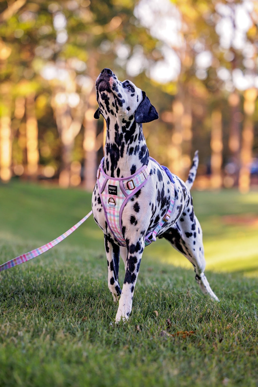 No Pull Dog Harness | Step in | Reflective | Heavy Duty | Easy Reach Handle | Sherbet Gingham-No Pull-Dizzy Dog Collars