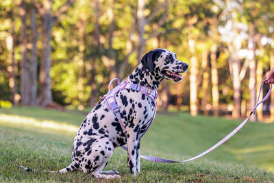 No Pull Dog Harness | Step in | Reflective | Heavy Duty | Easy Reach Handle | Sherbet Gingham-No Pull-Dizzy Dog Collars