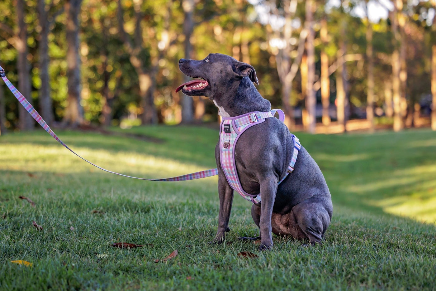 No Pull Dog Harness | Step in | Reflective | Heavy Duty | Easy Reach Handle | Sherbet Gingham-No Pull-Dizzy Dog Collars