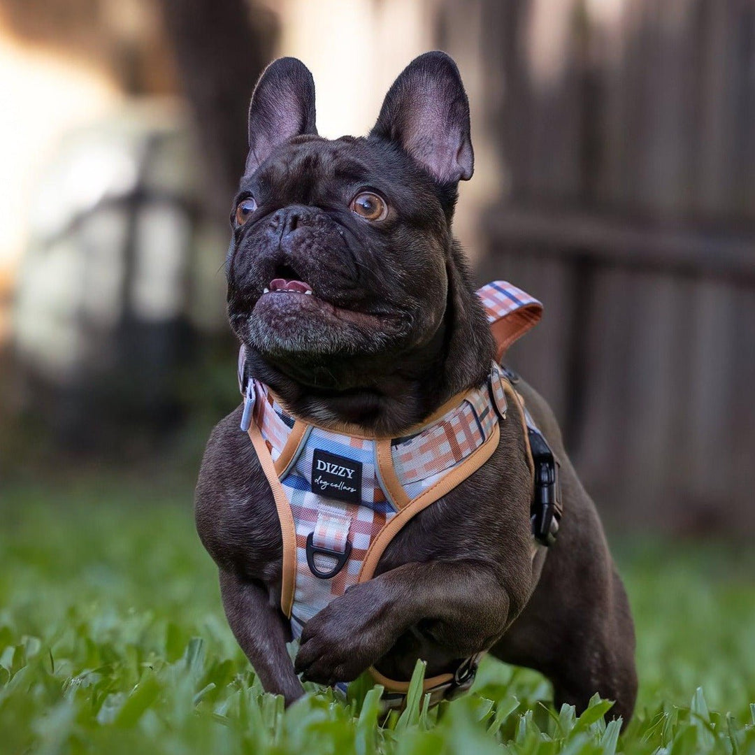 No Pull Dog Harness | Step in | Reflective | Heavy Duty | Easy Reach Handle | Vintage Gingham-Dizzy Dog Collars