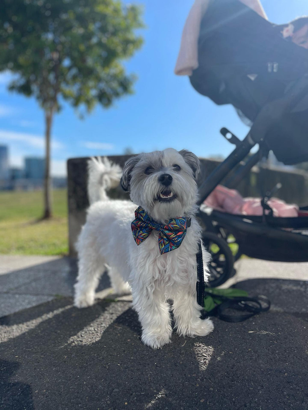 Oasis Bow Tie-Dizzy Dog Collars