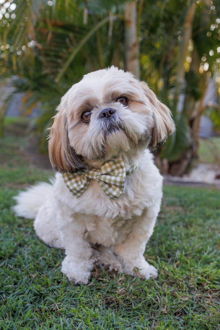 Olive Gingham Bow Tie-Dizzy Dog Collars