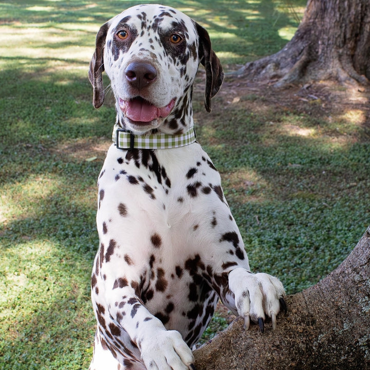 Olive Gingham Dog Collar | Canvas & Neoprene Dog Collar-Dog Collar-Dizzy Dog Collars