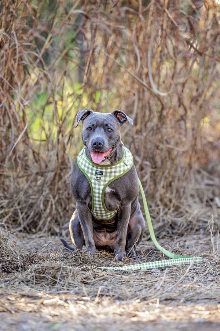 Olive Gingham Dog Leash | Canvas & Neoprene | High Quality Fully Padded Leash-Leash-Dizzy Dog Collars