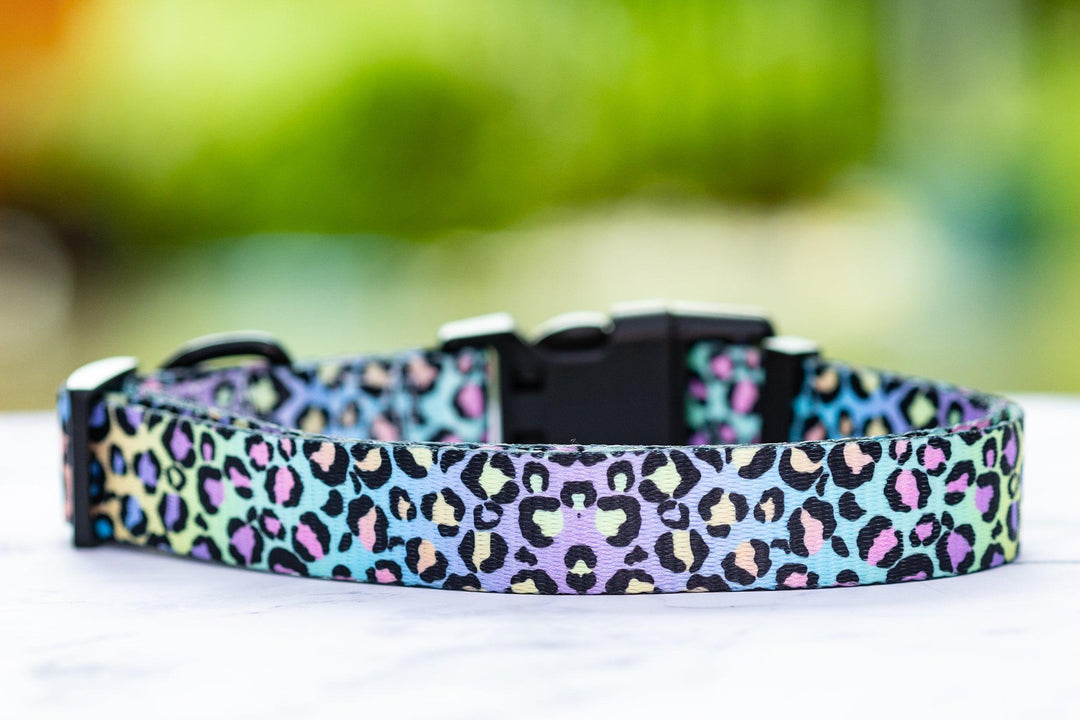 Ombre Leopard Dog Collar "Value Range"-Dog Collar-Dizzy Dog Collars