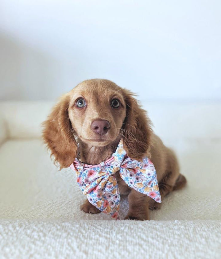 Peachy Posies Sailor Bow Tie | Peach Floral Bow-Dizzy Dog Collars