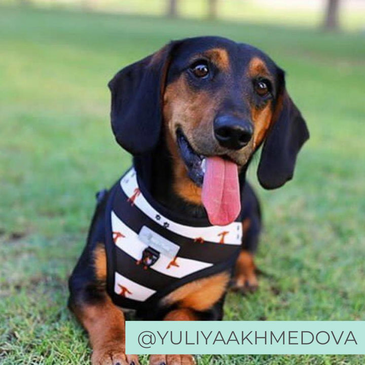 Reversible Dog Harness - Black and White Stripe Dachshund Dog Harness - Best Harness for Dachshunds - Dachshund Dog Harness - Dachshund wearing dog harness