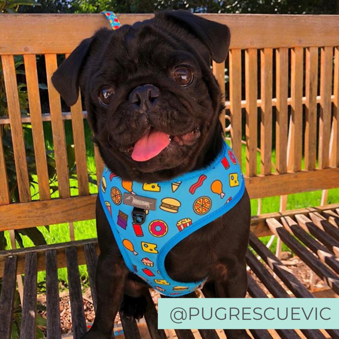 Dog wearing Blue dog harness with junk food and french fries.