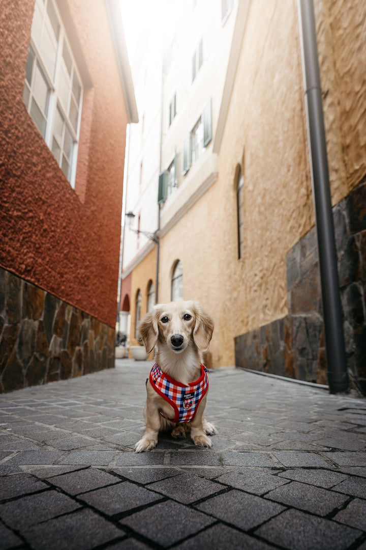 The image features a Dachshund sitting on a cobblestone path in an urban setting. The dog is wearing a red and blue gingham-patterned harness. The scene is framed by tall, textured buildings in shades of orange, red, and beige, giving the image a warm and rustic feel. The dog gazes directly at the camera with a curious expression, adding a charming focal point against the backdrop of the narrow street.