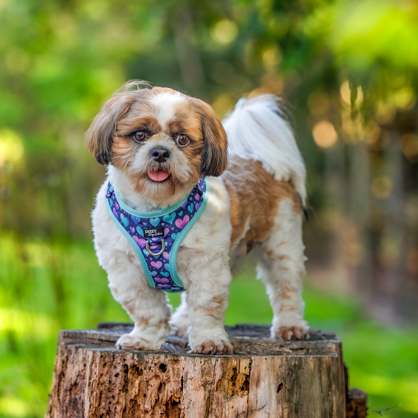 A small Shih Tzu wearing a colourful heart-patterned dog harness from Dizzy Dog Collars stands confidently on a tree stump in a lush green outdoor setting.