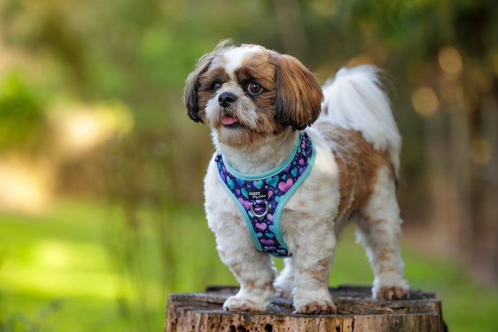 A Shih Tzu with a fluffy brown and white coat wears a vibrant heart-patterned dog harness from Dizzy Dog Collars, standing on a tree stump in a green, nature-filled background.