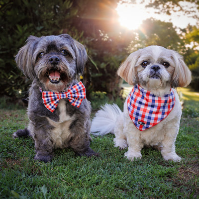 Two small dogs, one wearing a red, blue, and white gingham bow tie, and the other wearing a matching gingham bandana, sitting on grass in a sunlit park