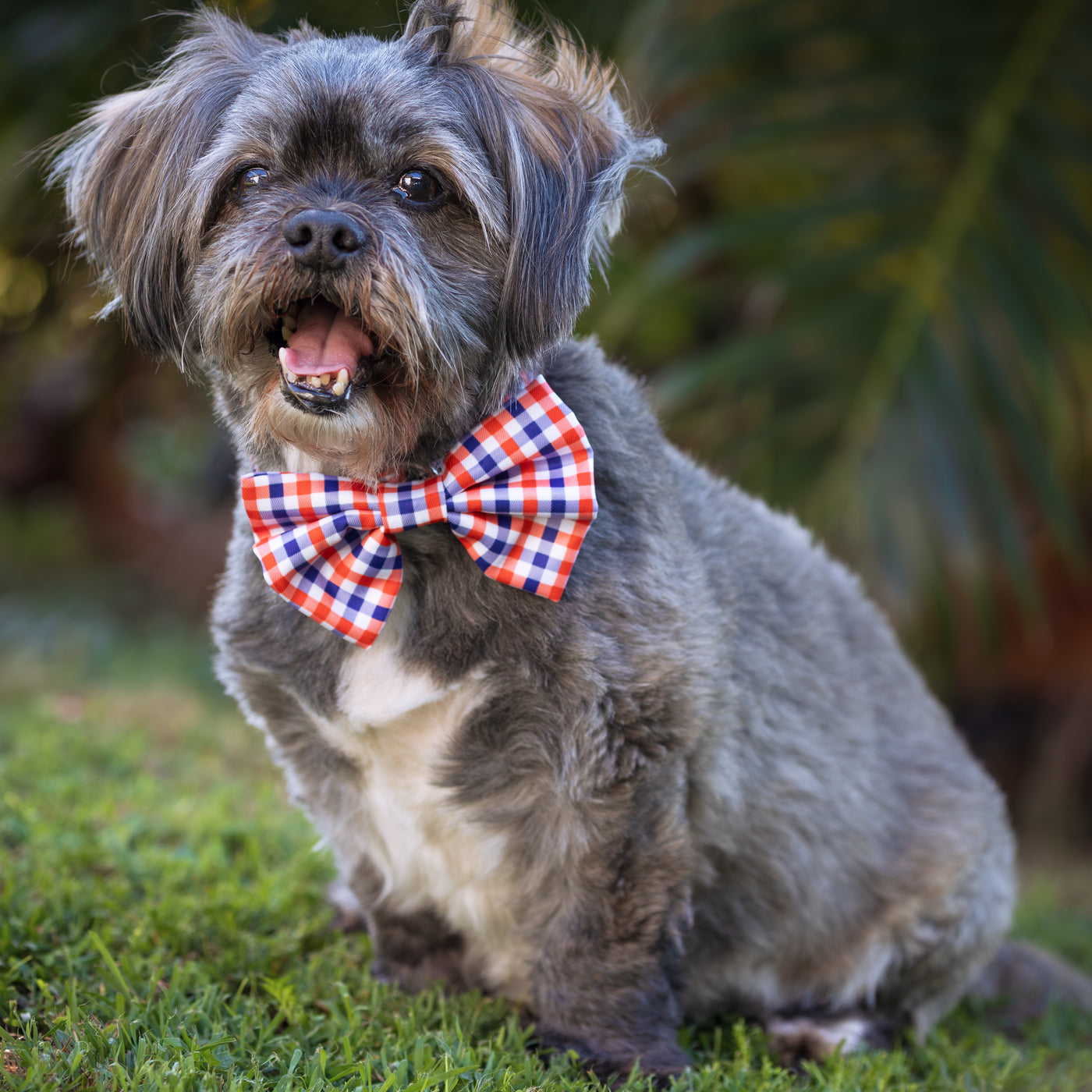 Small dog wearing a red, blue, and white gingham bow tie, sitting on grass with tropical plants in the background