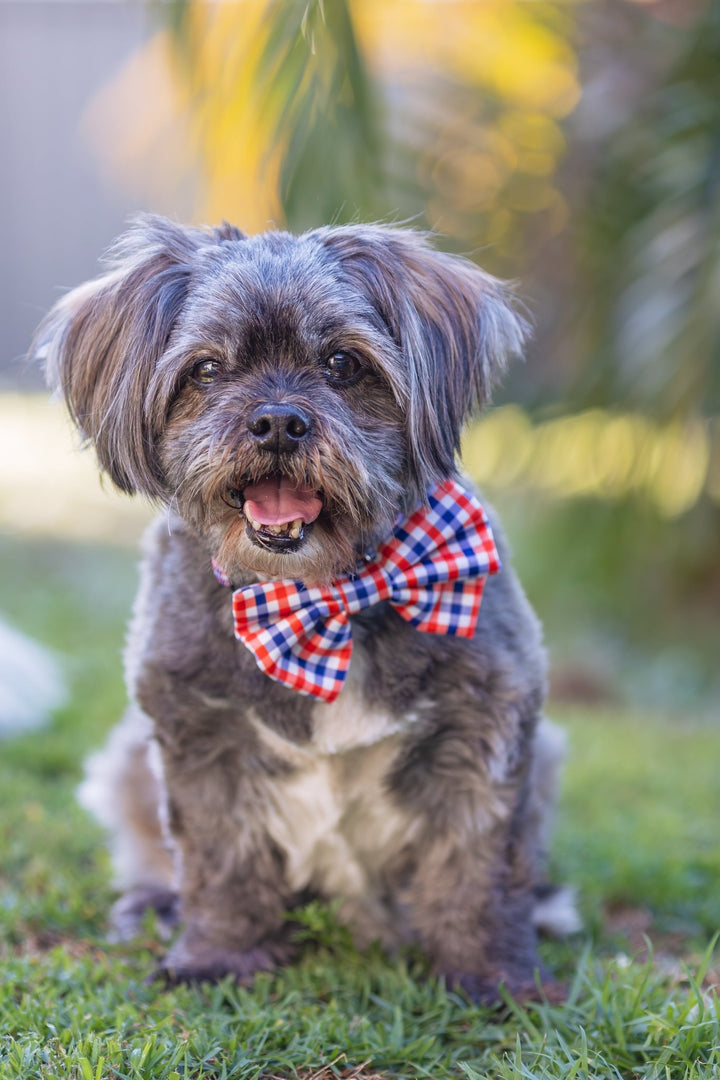 Small dog wearing a red, blue, and white gingham bow tie, sitting on grass with a soft, blurred tropical background