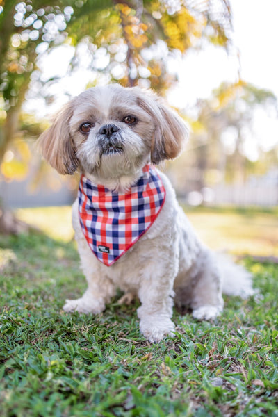 Shih Tzu wearing a red, blue, and white gingham bandana, sitting on grass in a garden with tropical plants in the background