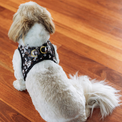 The image shows a small dog, likely a Shih Tzu, sitting on a wooden floor, wearing a black step-in no-pull dog harness with a white floral pattern. The harness features dual D-rings on the back for leash attachment, making it both secure and stylish. The dog's fluffy tail is curled