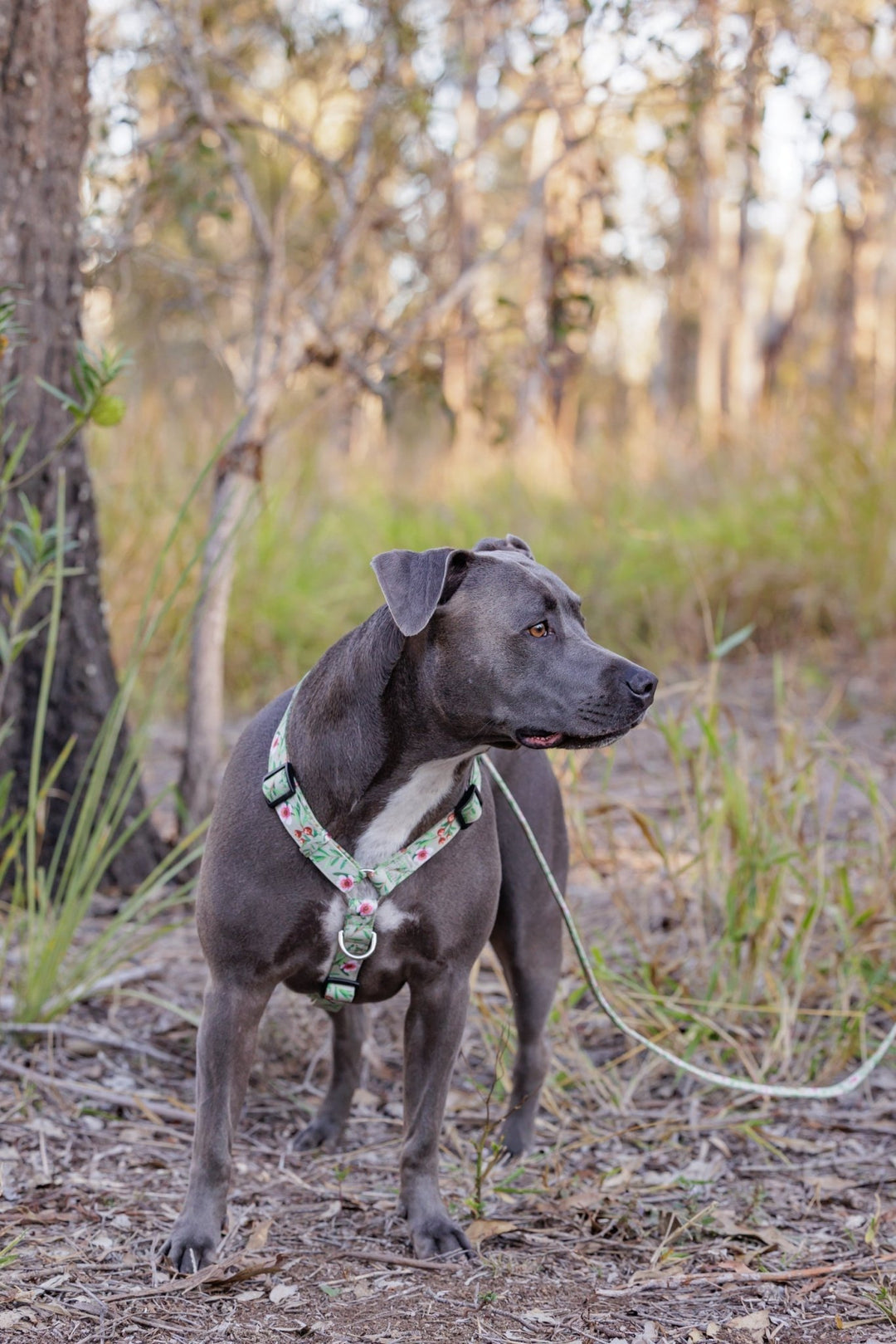 Step in H Harness with front and back attachment | Manuka | Fully Padded Canvas & Neoprene Harness-H-Harness-Dizzy Dog Collars