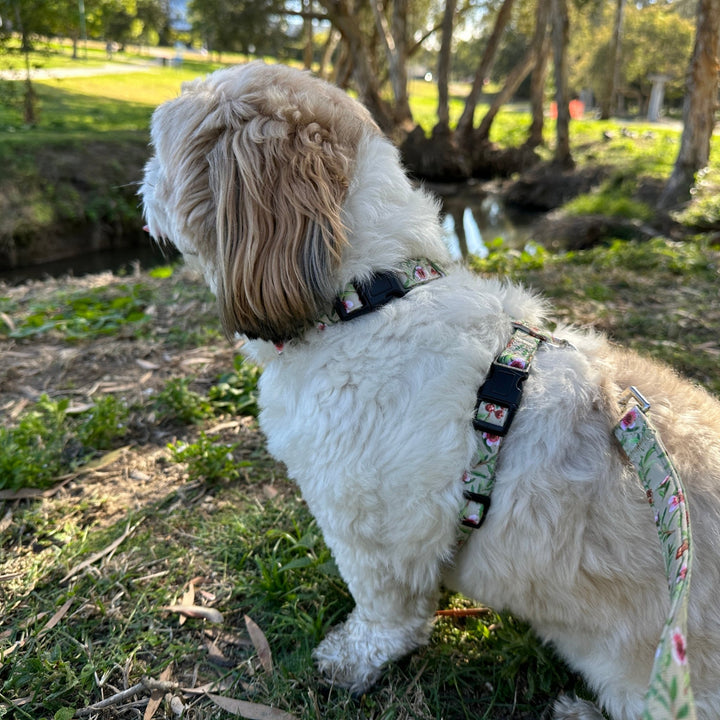 Step in H-Harness with front & back attachment | Manuka | Fully Padded Canvas & Neoprene Harness-H-Harness-Dizzy Dog Collars