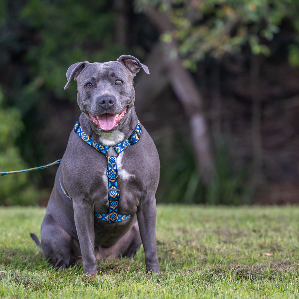 Step in H-Harness with front & back attachment | Aztec Empire | Fully Padded Neoprene Harness-H-Harness-Dizzy Dog Collars