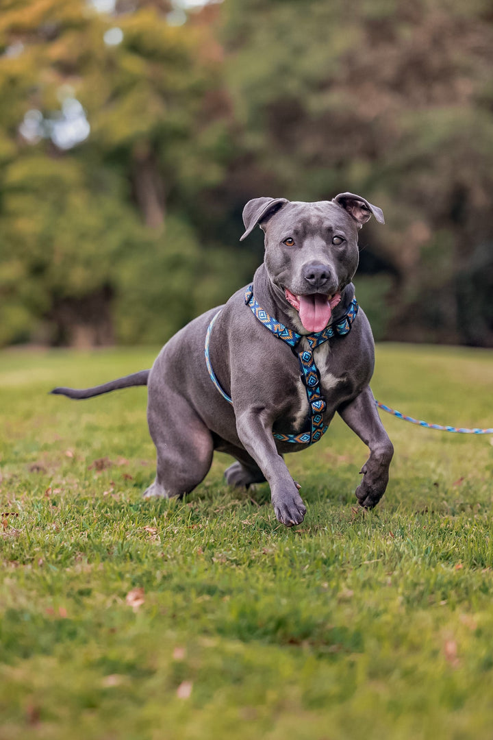 Step in H-Harness with front & back attachment | Aztec Empire | Fully Padded Neoprene Harness-Harness-Dizzy Dog Collars