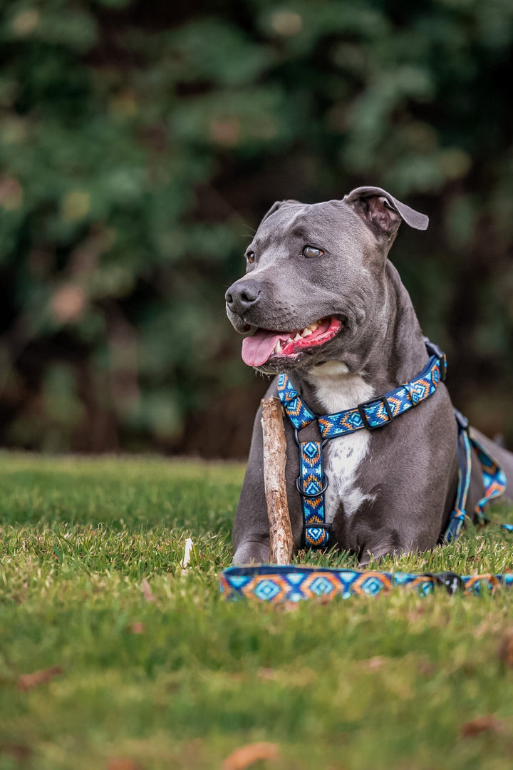 Step in H-Harness with front & back attachment | Aztec Empire | Fully Padded Neoprene Harness-Harness-Dizzy Dog Collars