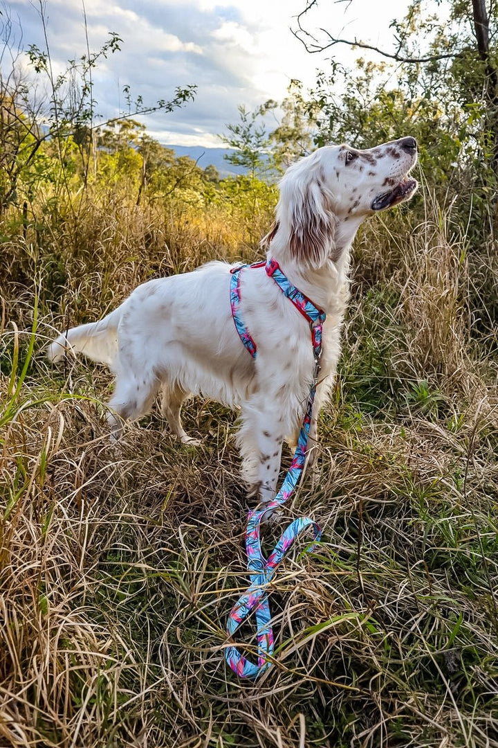 Step in H-Harness with front & back attachment | Birds of Paradise | Fully Padded Neoprene Harness-Harness-Dizzy Dog Collars