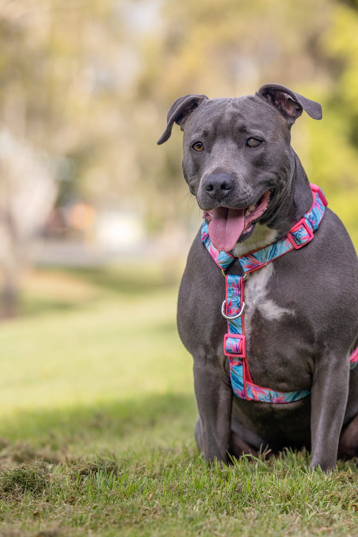 Step in H-Harness with front & back attachment | Birds of Paradise | Fully Padded Neoprene Harness-Harness-Dizzy Dog Collars