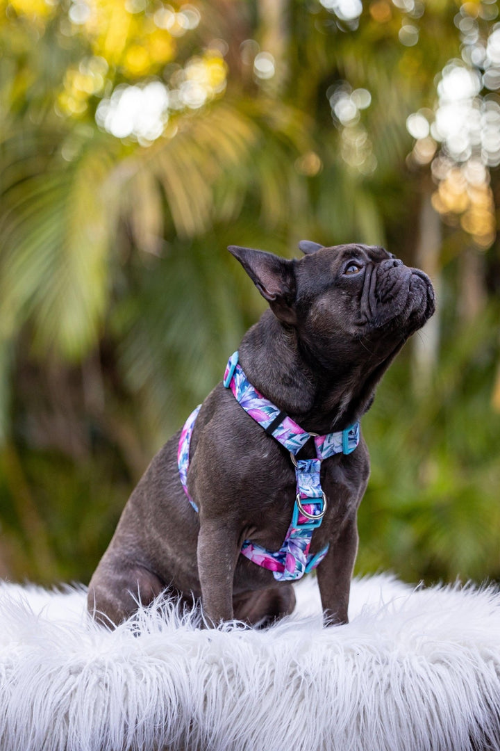 Step in H-Harness with front & back attachment - Blossom Rose-Harness-Dizzy Dog Collars