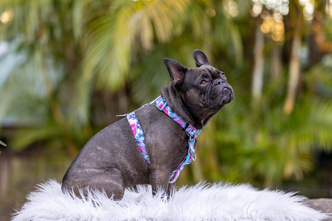 Step in H-Harness with front & back attachment - Blossom Rose-Harness-Dizzy Dog Collars