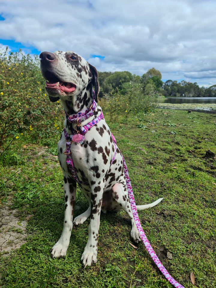 Step in H-Harness with front & back attachment | Pink Butterflies | Fully Padded Canvas & Neoprene Harness-H-Harness-Dizzy Dog Collars