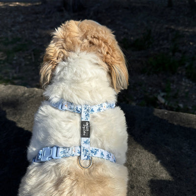 Step in H-Harness with front & back attachment | Little Lou | Fully Padded Canvas & Neoprene Harness-H-Harness-Dizzy Dog Collars