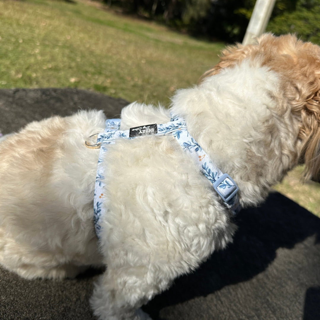 Step in H-Harness with front & back attachment | Little Lou | Fully Padded Canvas & Neoprene Harness-H-Harness-Dizzy Dog Collars