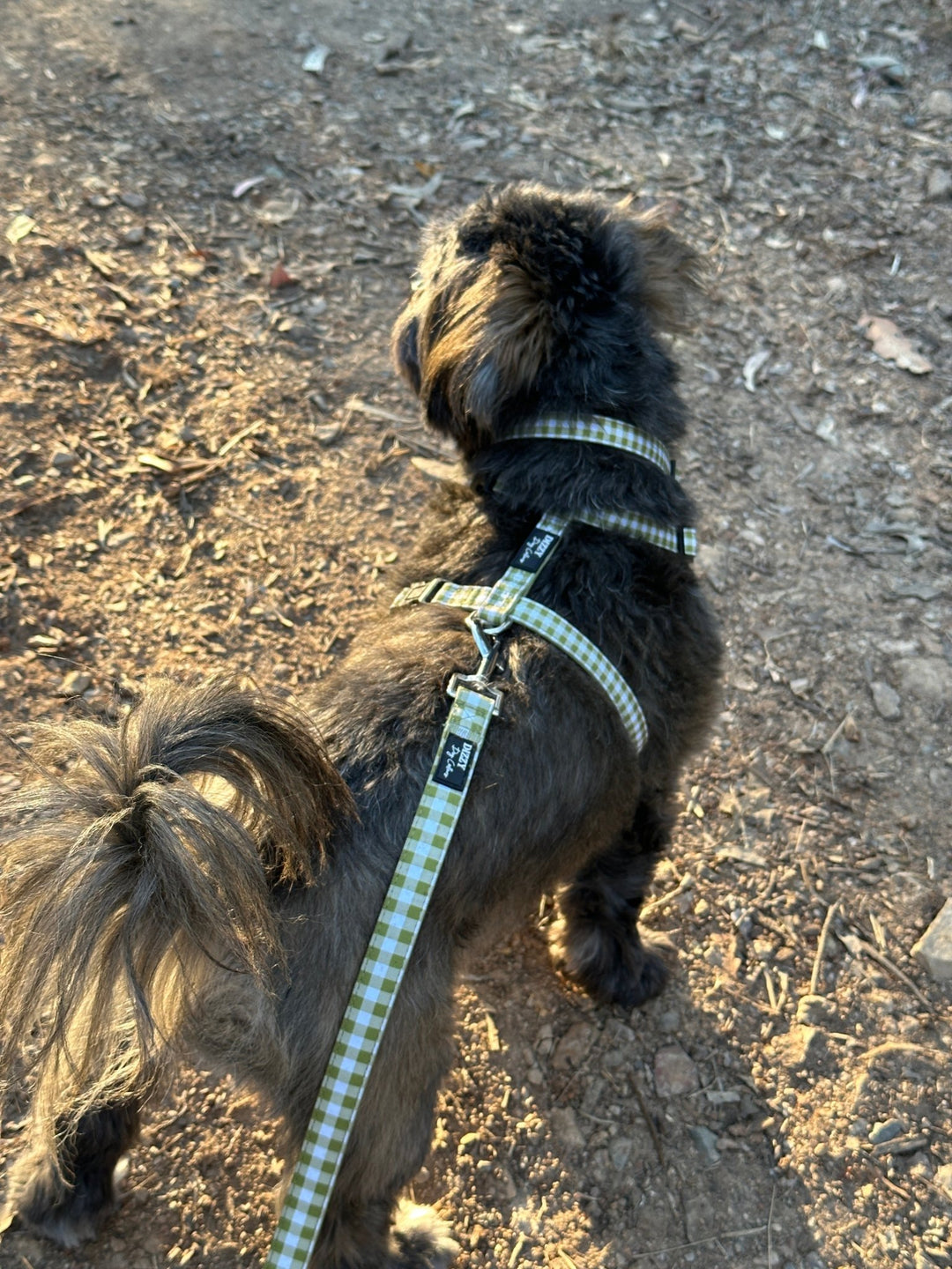 Step in H Harness with front & back attachment | Olive Gingham | Fully Padded Canvas & Neoprene Harness-H-Harness-Dizzy Dog Collars