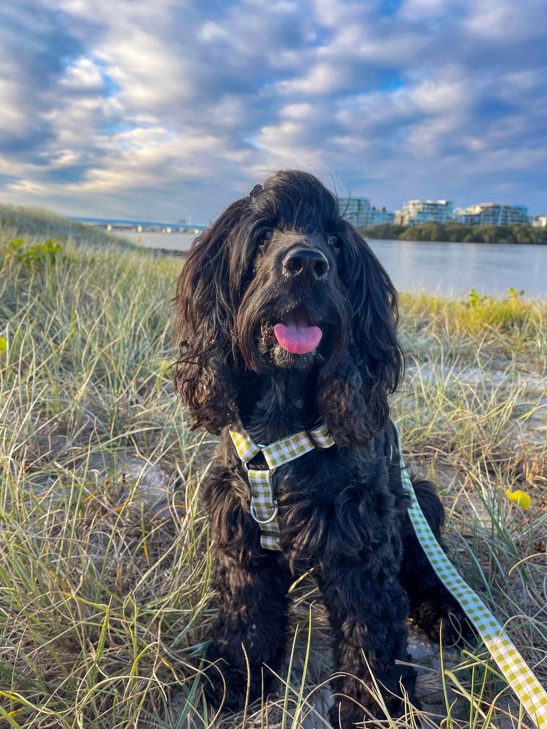 Step in H-Harness with front & back attachment | Olive Gingham | Fully Padded Canvas & Neoprene Harness-H-Harness-Dizzy Dog Collars