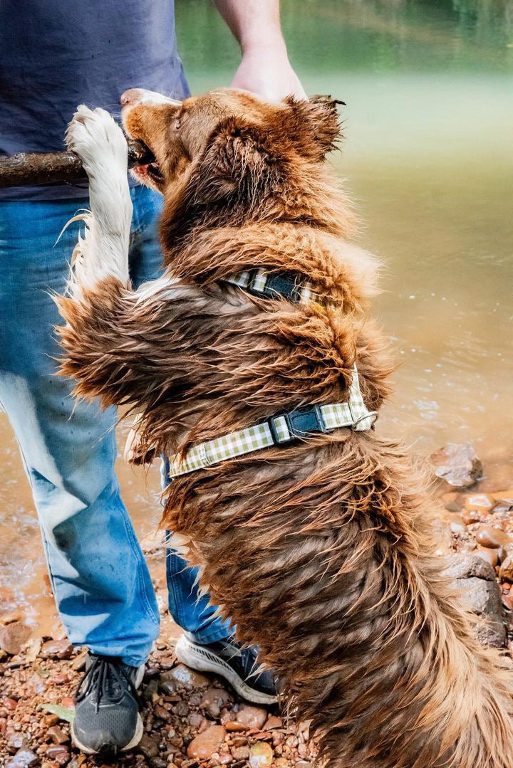 Step in H-Harness with front & back attachment | Olive Gingham | Fully Padded Canvas & Neoprene Harness-H-Harness-Dizzy Dog Collars