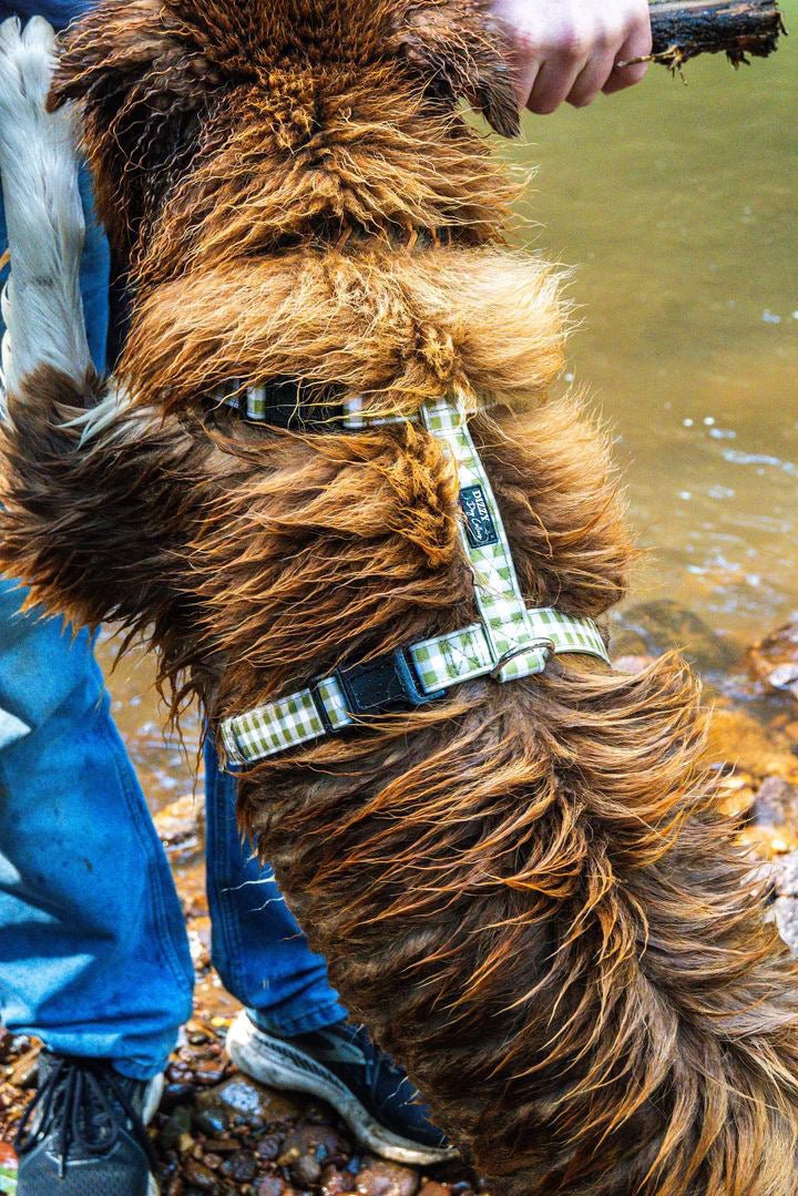 Step in H-Harness with front & back attachment | Olive Gingham | Fully Padded Canvas & Neoprene Harness-H-Harness-Dizzy Dog Collars