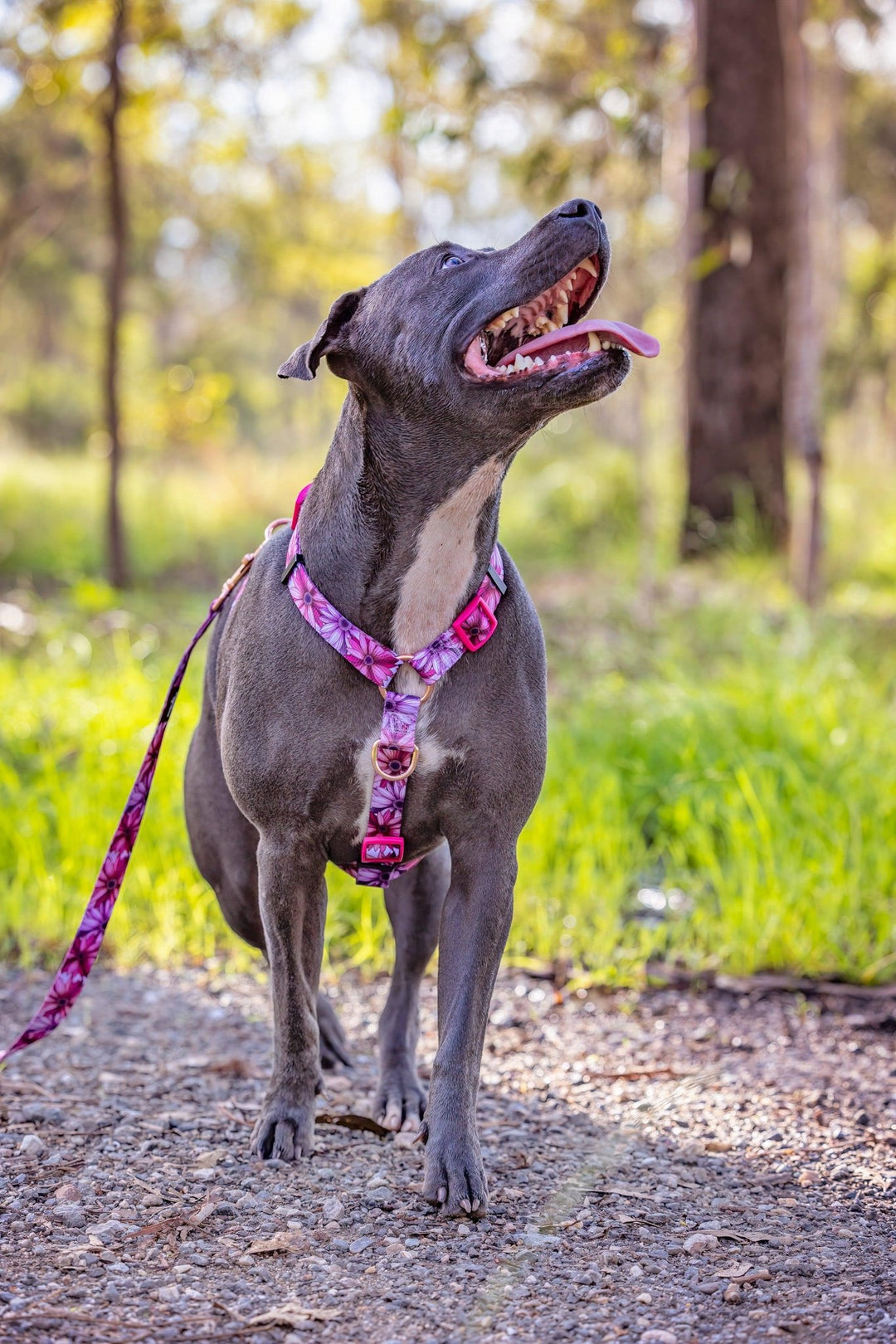 Step in H-Harness with front & back attachment - Perfect Petals-Harness-Dizzy Dog Collars