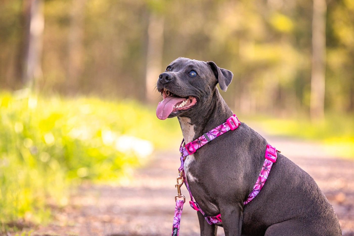 Step in H-Harness with front & back attachment - Perfect Petals-Harness-Dizzy Dog Collars